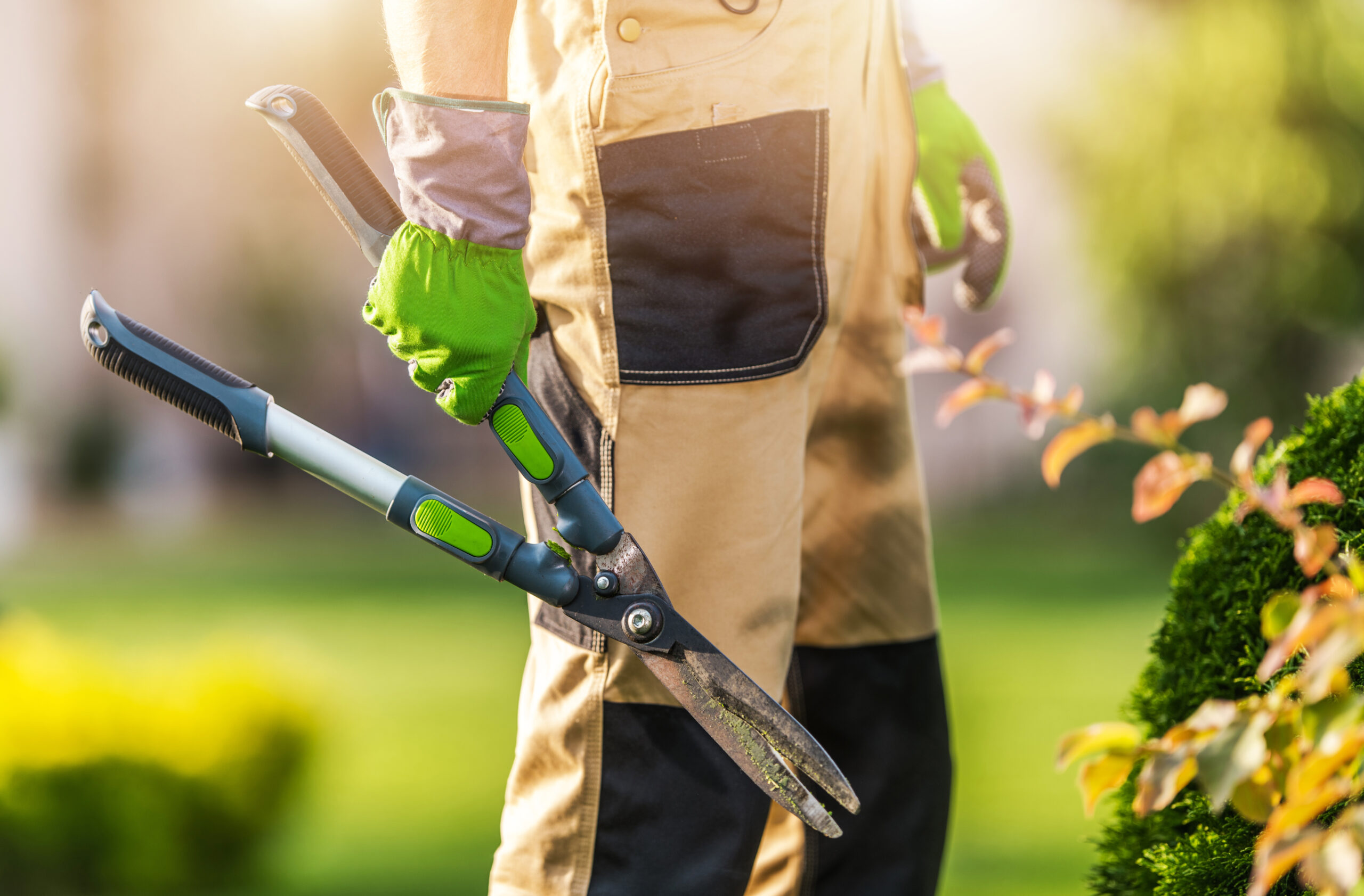 gardener with heavy duty garden scissors in his hand